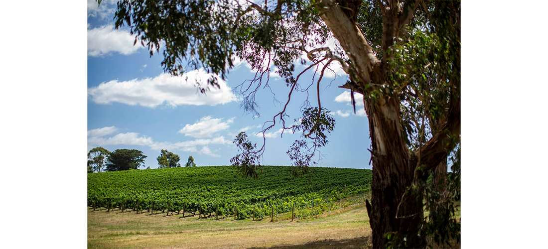 Tree in foreground of Helen's Hill vineyard